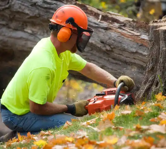 tree services East Harwich